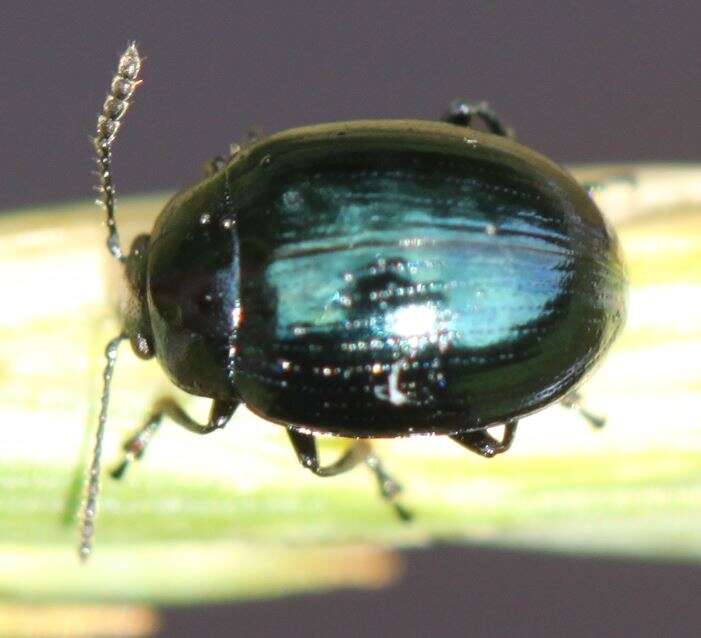 Слика од Phaedon (Phaedon) armoraciae (Linnaeus 1758)