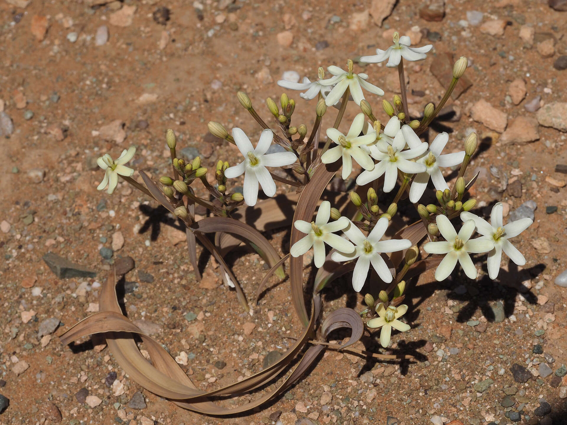 Image of Ixia paucifolia G. J. Lewis