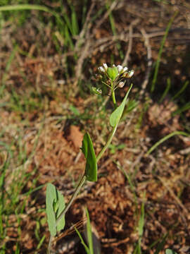 Image of field pennycress