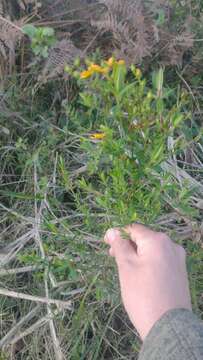 Image of Hypericum brasiliense Choisy