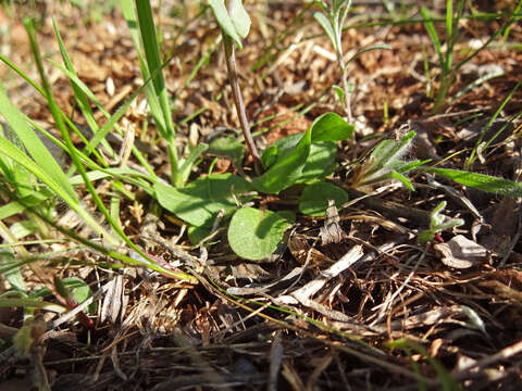 Image of field pennycress