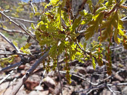 Image of Gambel Oak