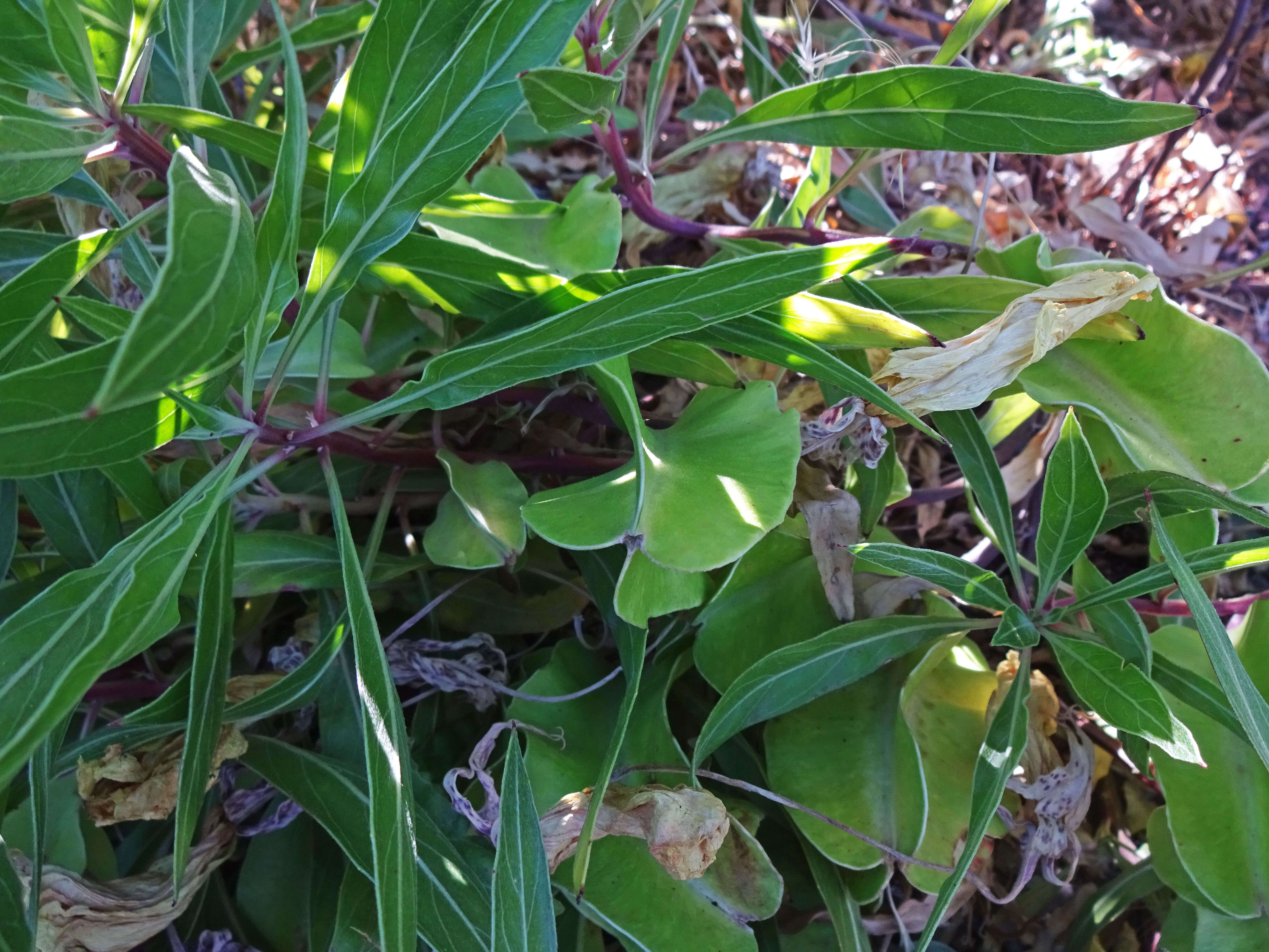 Imagem de Oenothera macrocarpa Nutt.