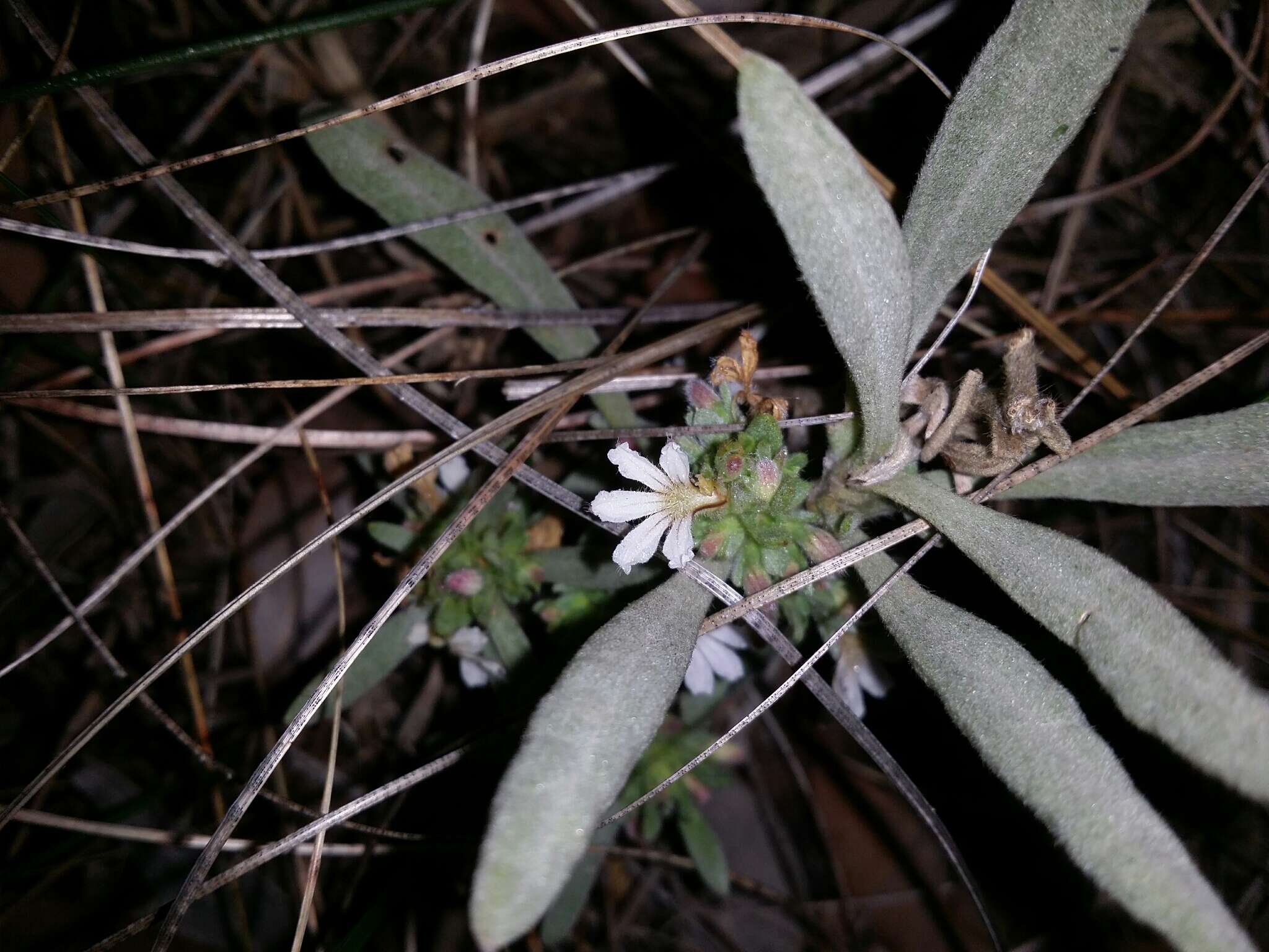 Image of Scaevola canescens Benth.