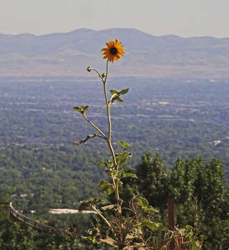 Image of common sunflower