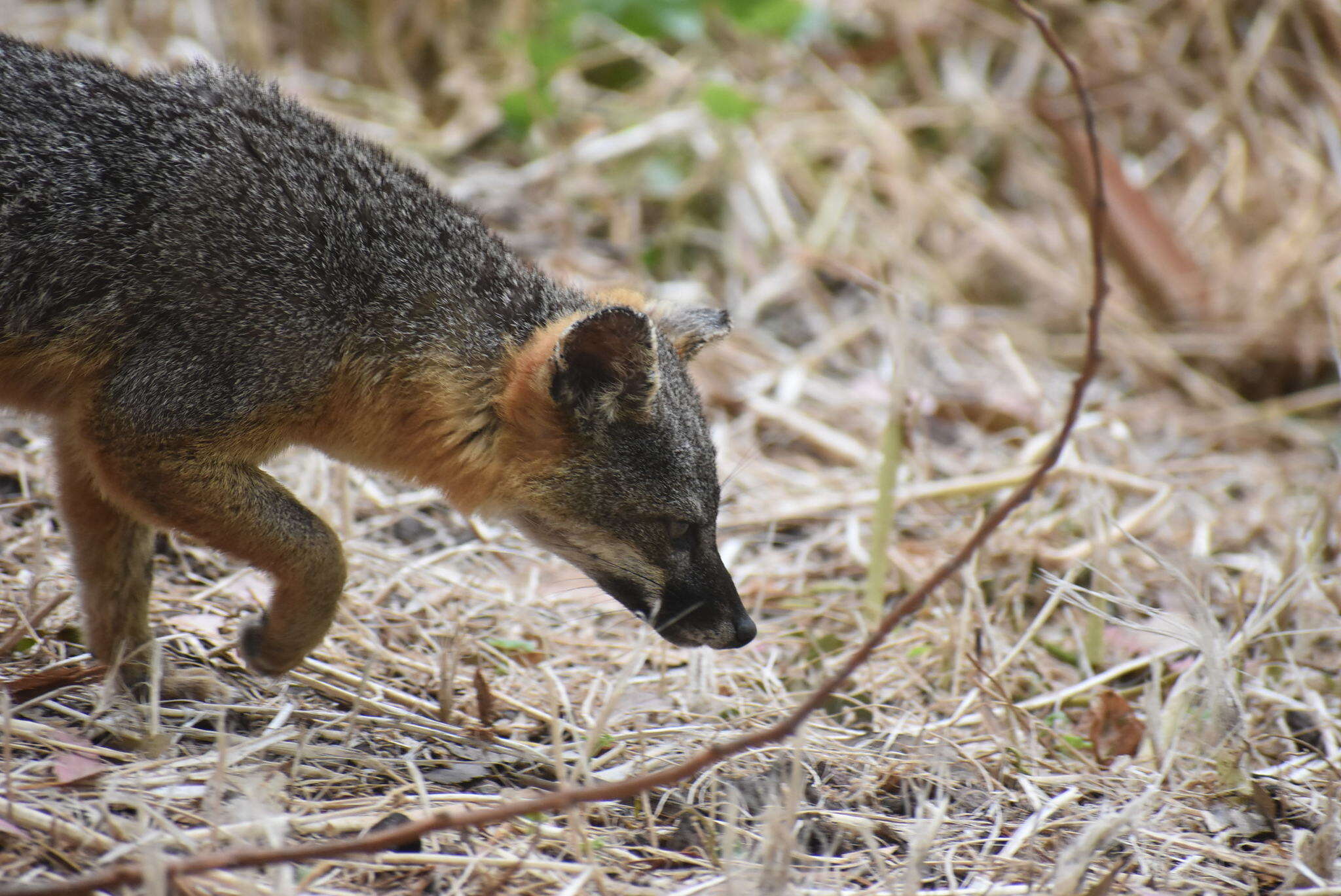 Image of California Channel Island Fox