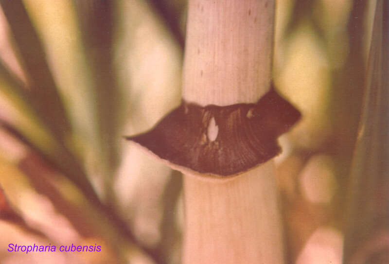 Image of Psilocybe cubensis (Earle) Singer 1948