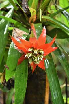 Image of Guzmania conglomerata H. Luther