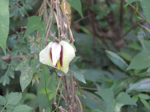 Image of arrowleaf butterfly pea