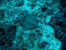 Image of Bluespotted maskray