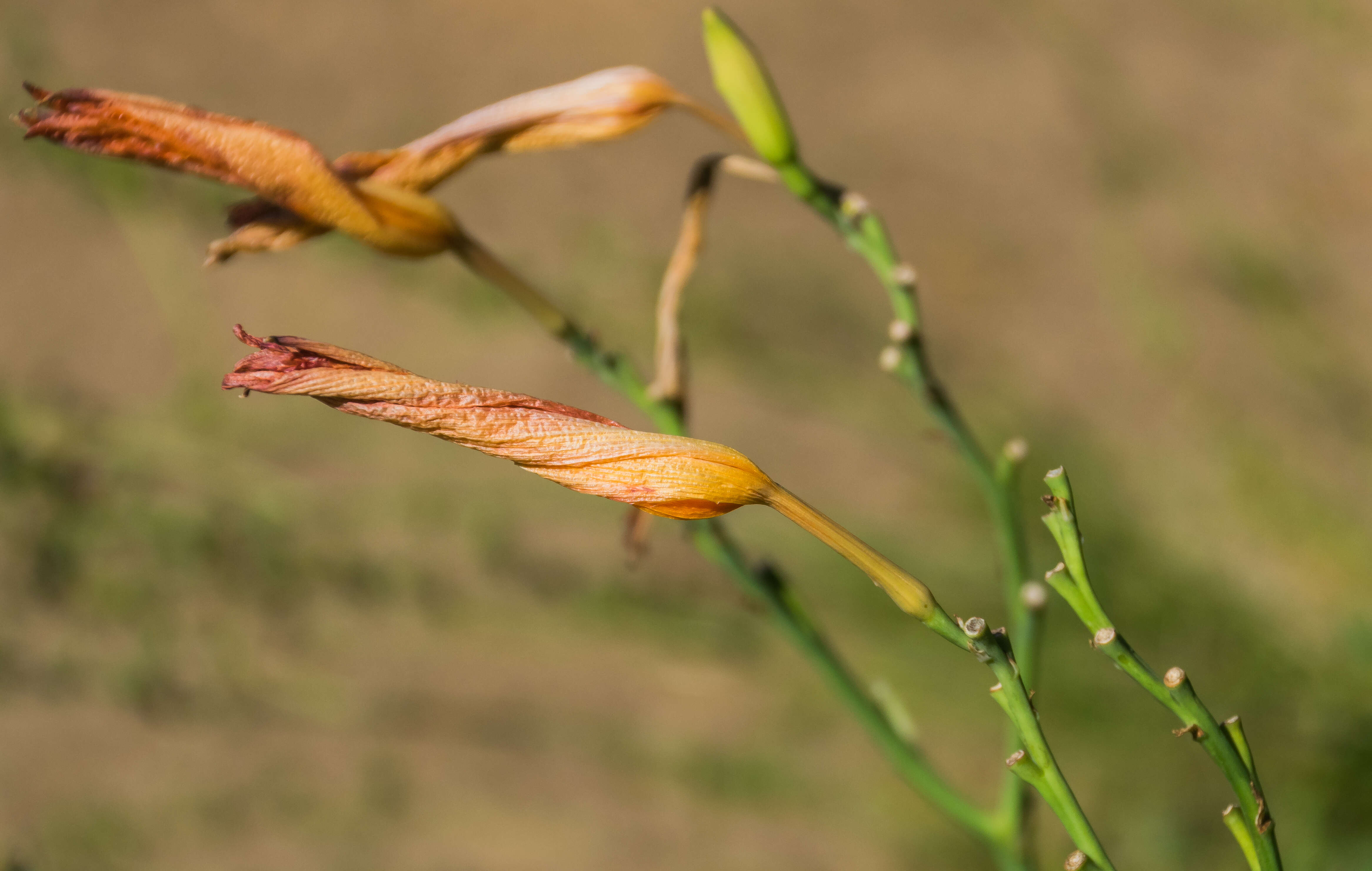 Image of lemon day-lily