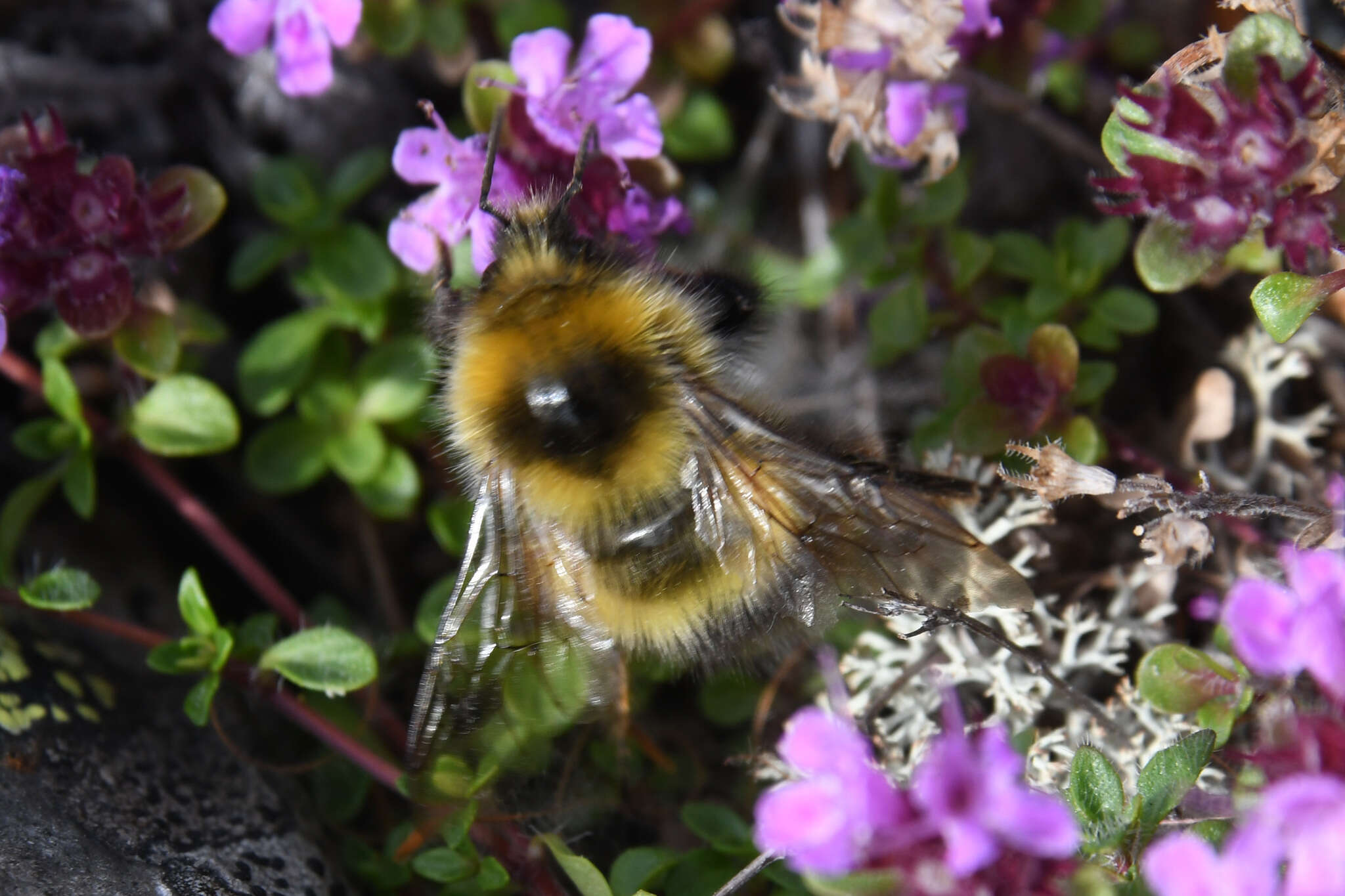 Image of Bombus soroeensis (Fabricius 1776)