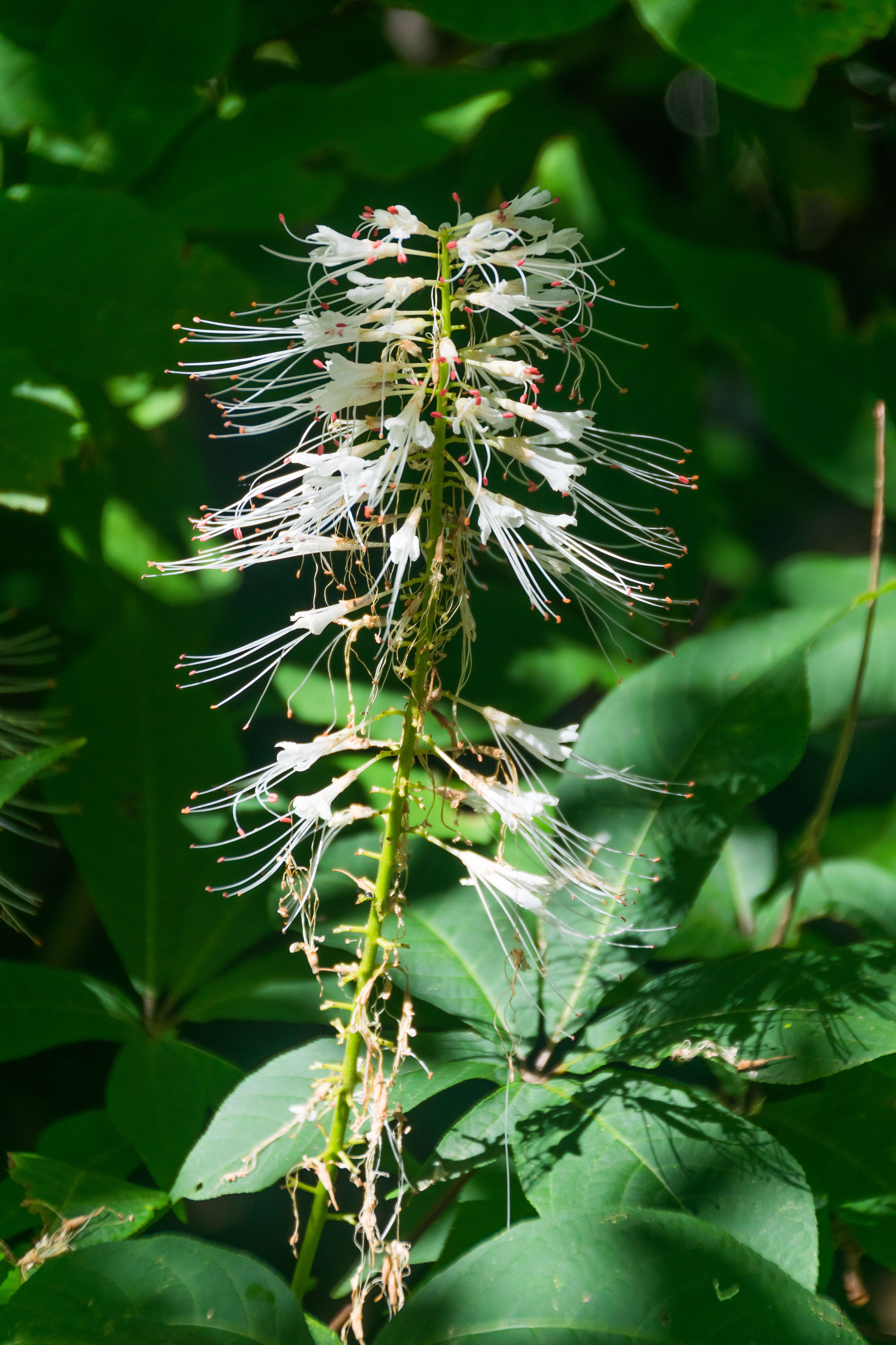 Imagem de Aesculus parviflora Walt.