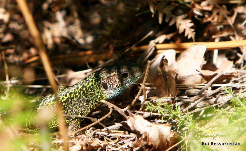 Image of Iberian Emerald Lizard