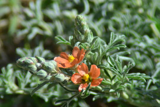 Image of Sphaeralcea coccinea var. coccinea