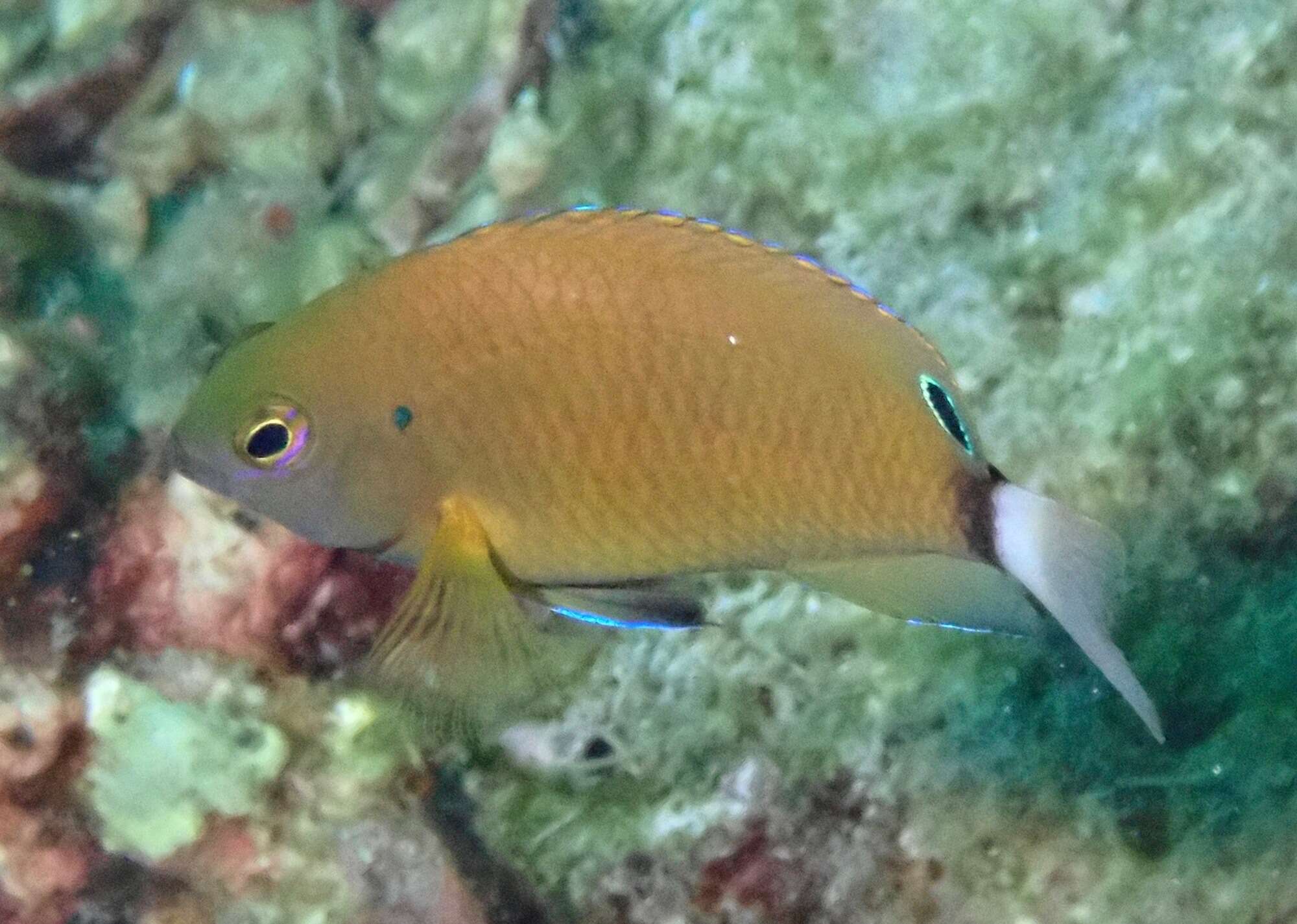 Image of White-tail damsel