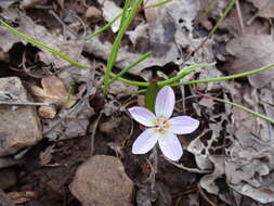 Image of lanceleaf springbeauty