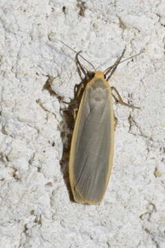 Image of common footman