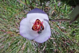 Слика од Calochortus catalinae S. Watson