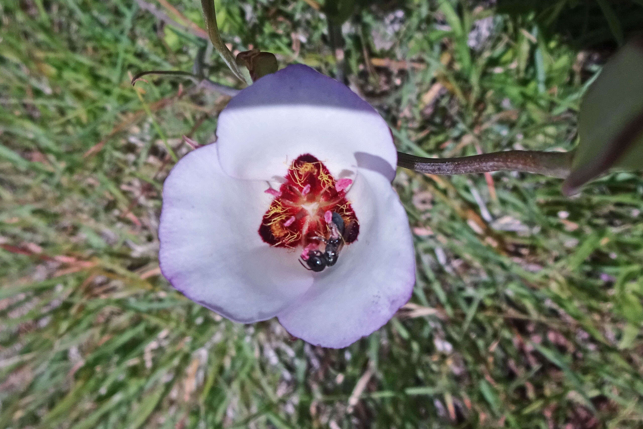 Слика од Calochortus catalinae S. Watson