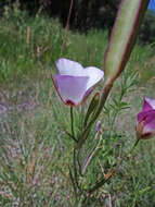 Слика од Calochortus catalinae S. Watson