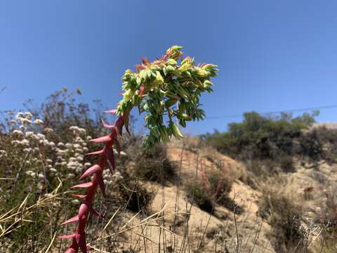 Image of Dudleya brittonii Johansen