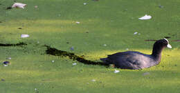 Image of Common Duckweed