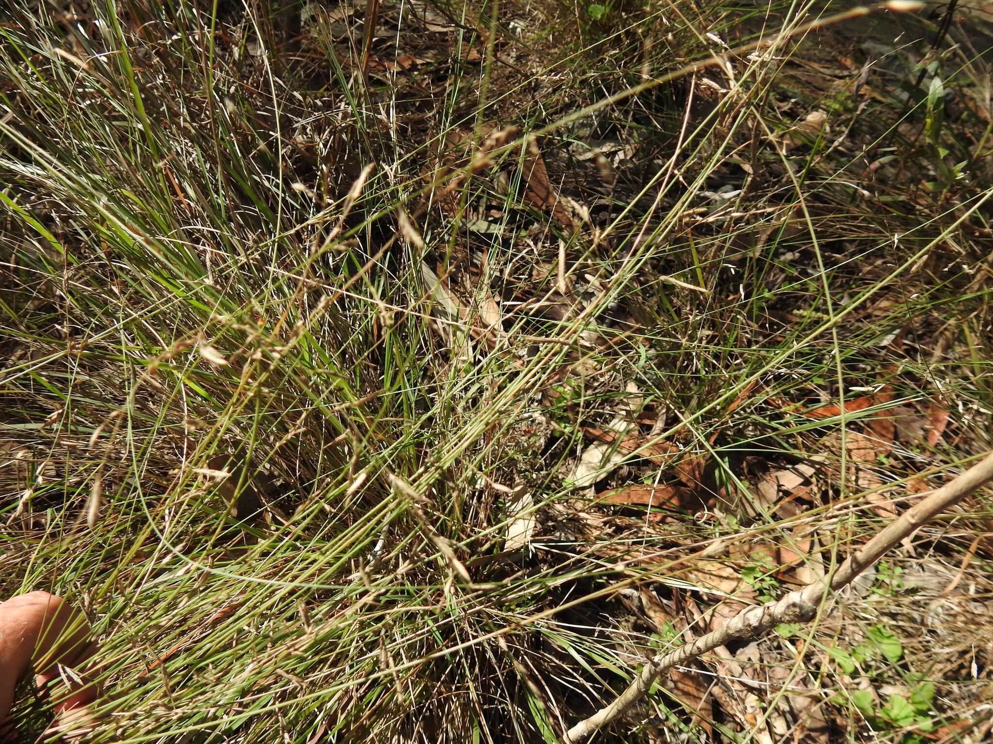 Image of Eragrostis spartinoides Steud.