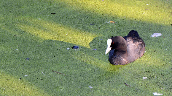 Image of Common Duckweed