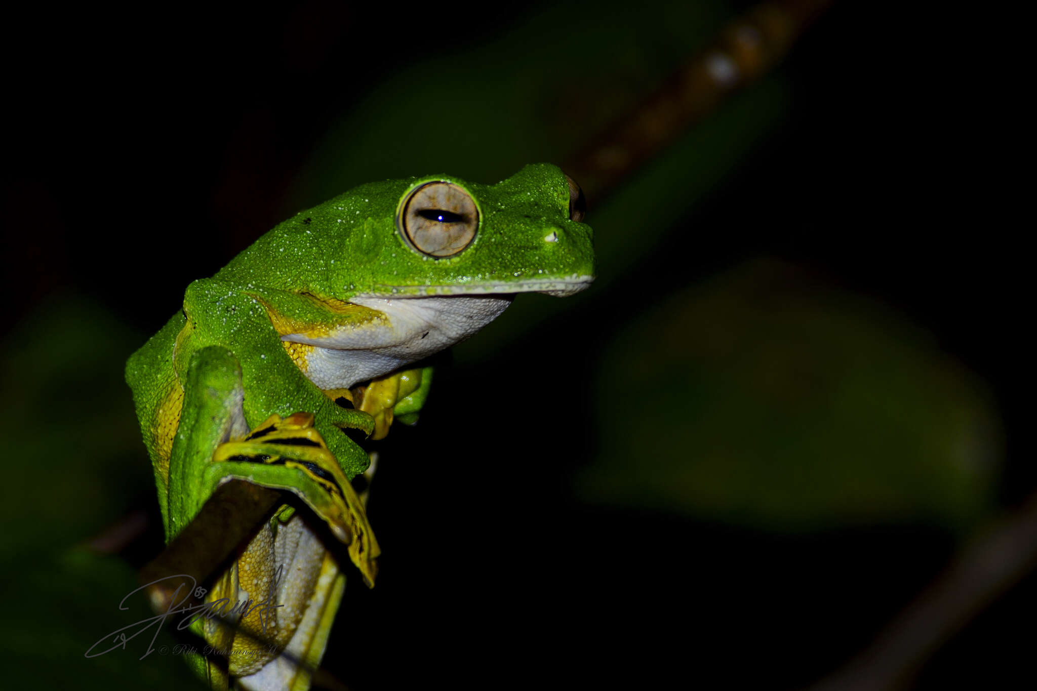 Imagem de Rhacophorus nigropalmatus Boulenger 1895