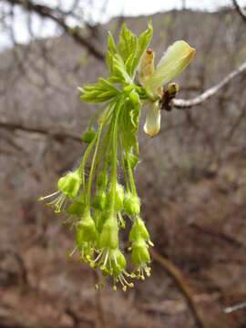 Imagem de Acer grandidentatum Nutt. ex Torr. & Gray