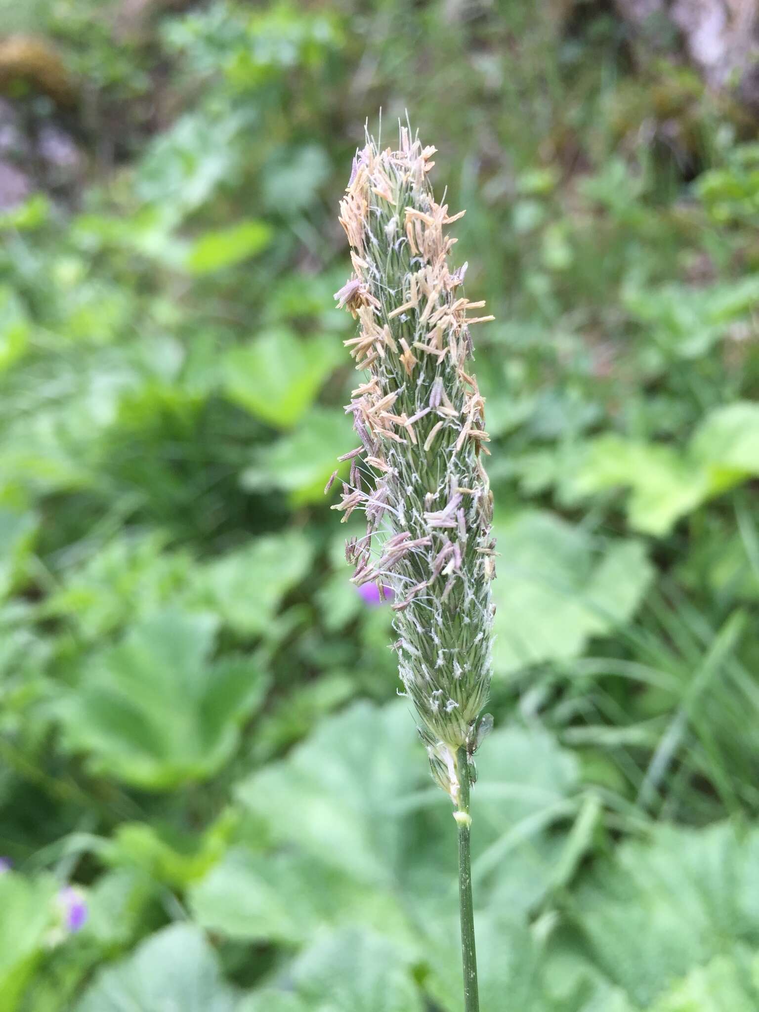 Image of meadow foxtail