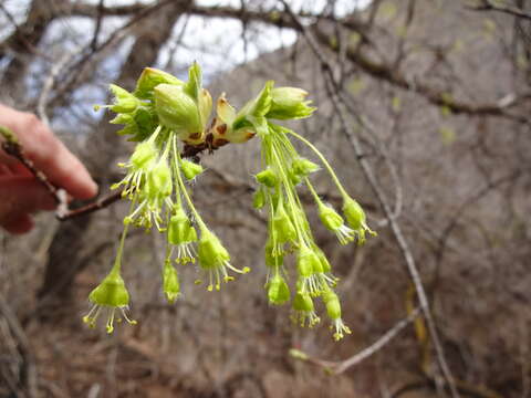 Imagem de Acer grandidentatum Nutt. ex Torr. & Gray