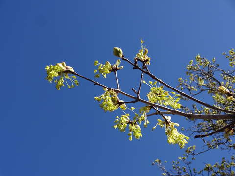 Image of Canyon Maple