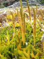 Imagem de Austrolycopodium fastigiatum (R. Br.) Holub