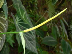 Imagem de Anthurium crystallinum Linden & André