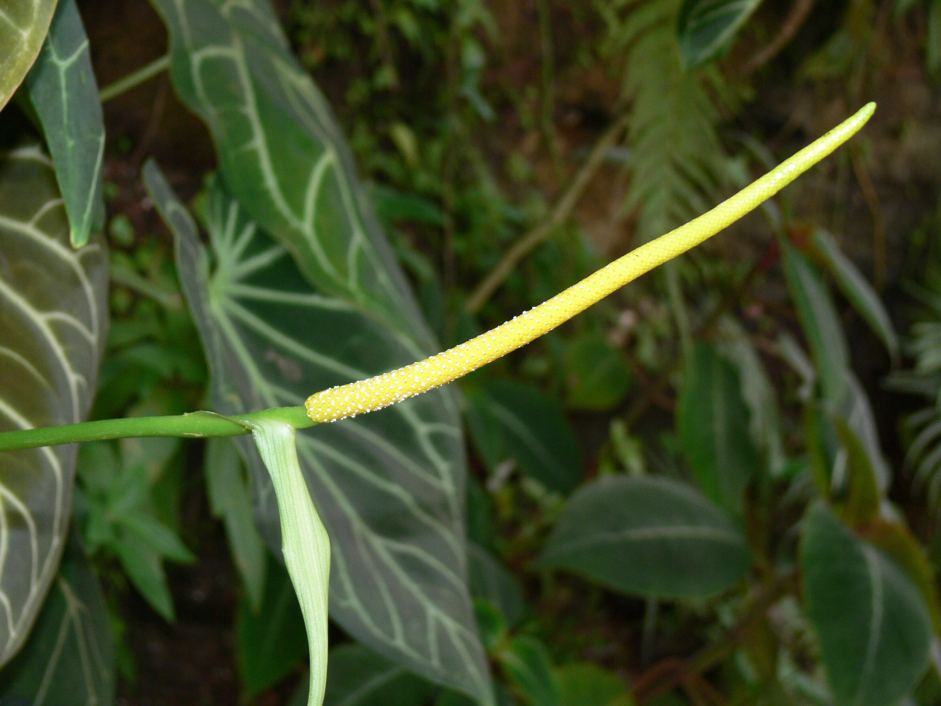 Imagem de Anthurium crystallinum Linden & André