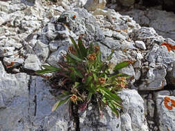 Image of King's serpentweed