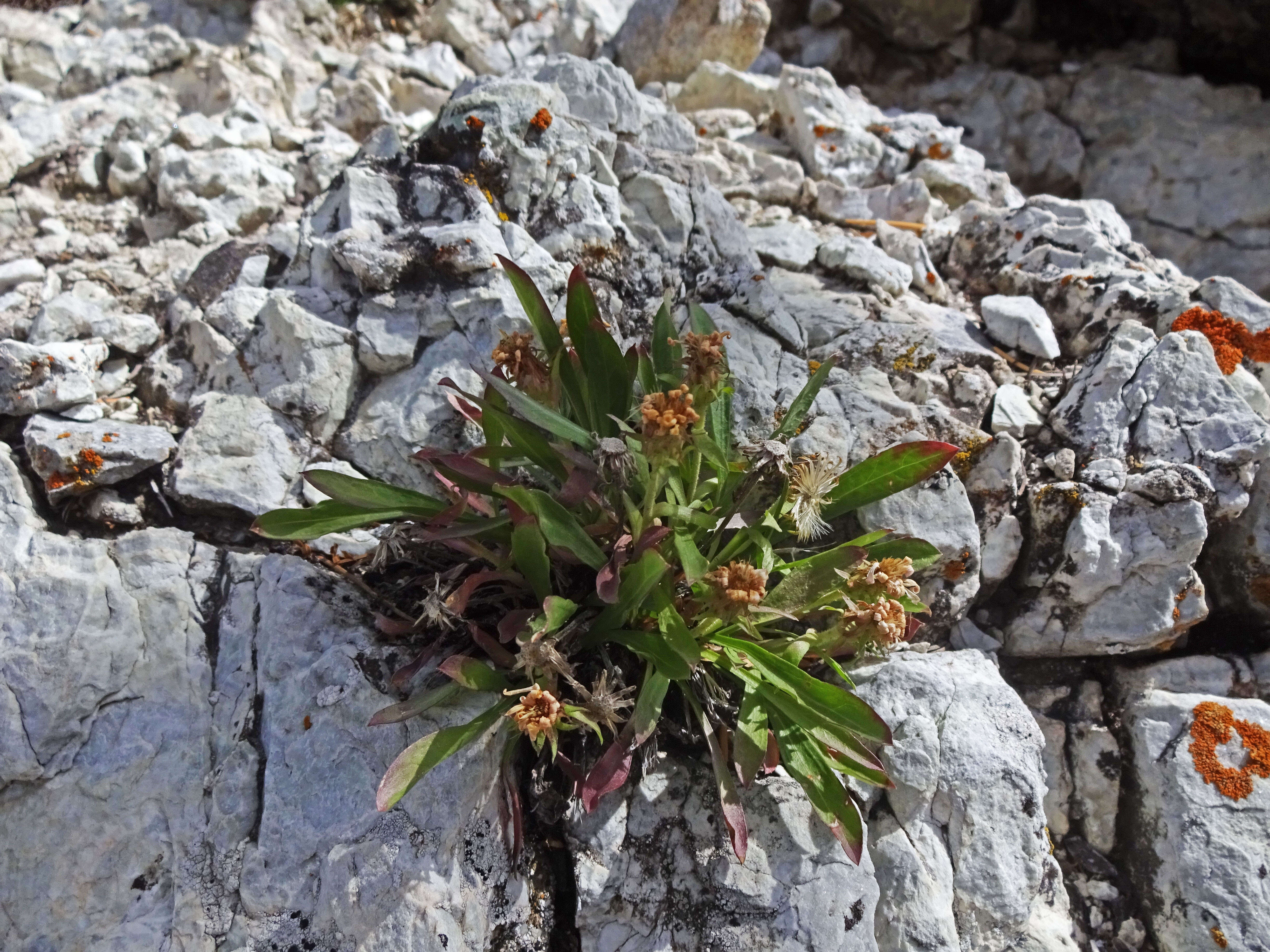 Image of King's serpentweed