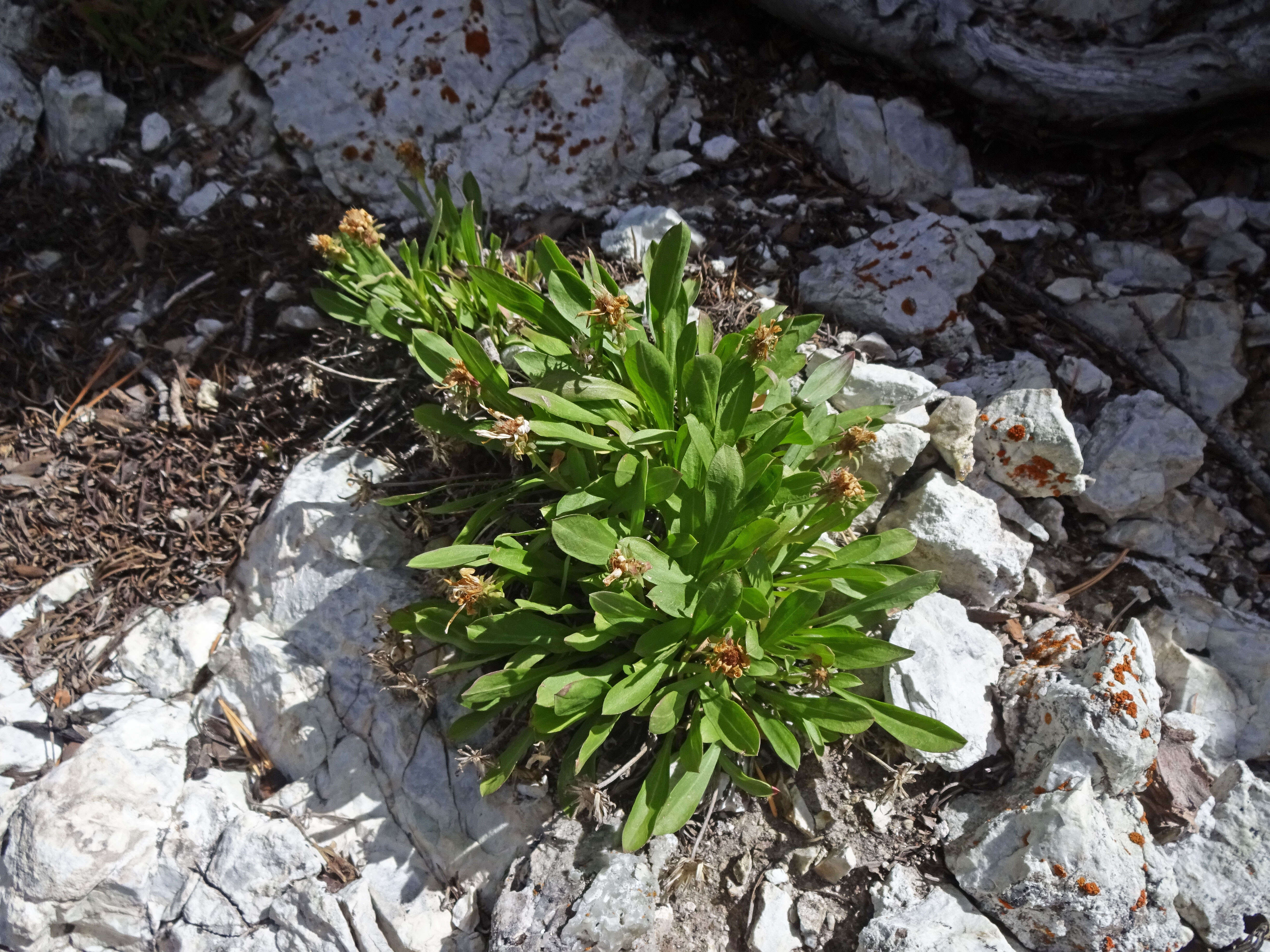 Image of King's serpentweed