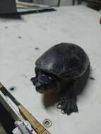 Image of narrow-bridged musk turtle