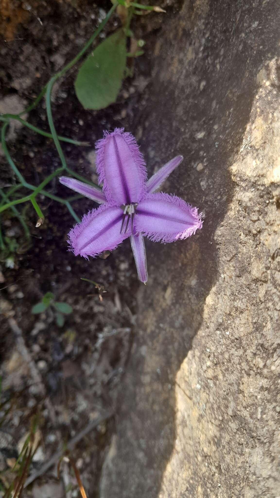 Image of Thysanotus manglesianus Kunth