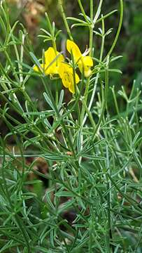 صورة Genista radiata (L.) Scop.