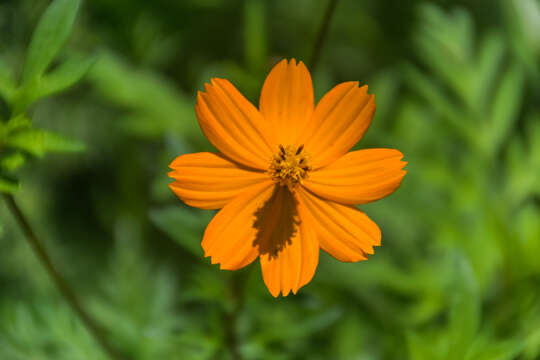 Image of sulphur cosmos