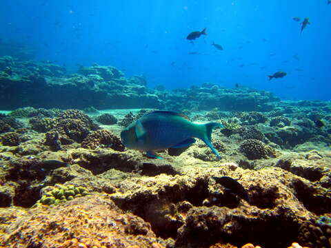 Image of Bicolor Parrotfish