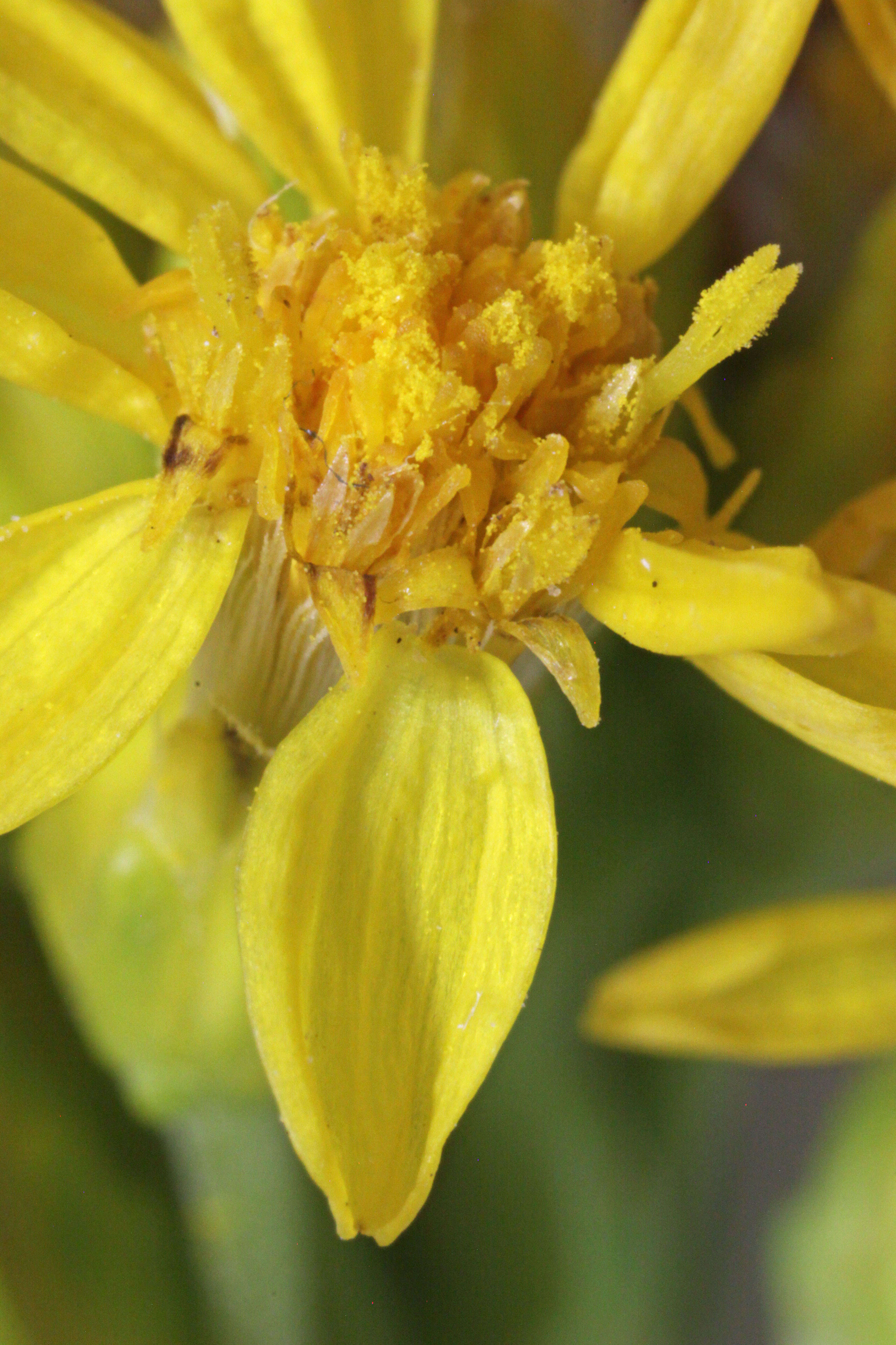 Image of baby goldenrod