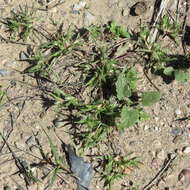 Image of false buffalograss