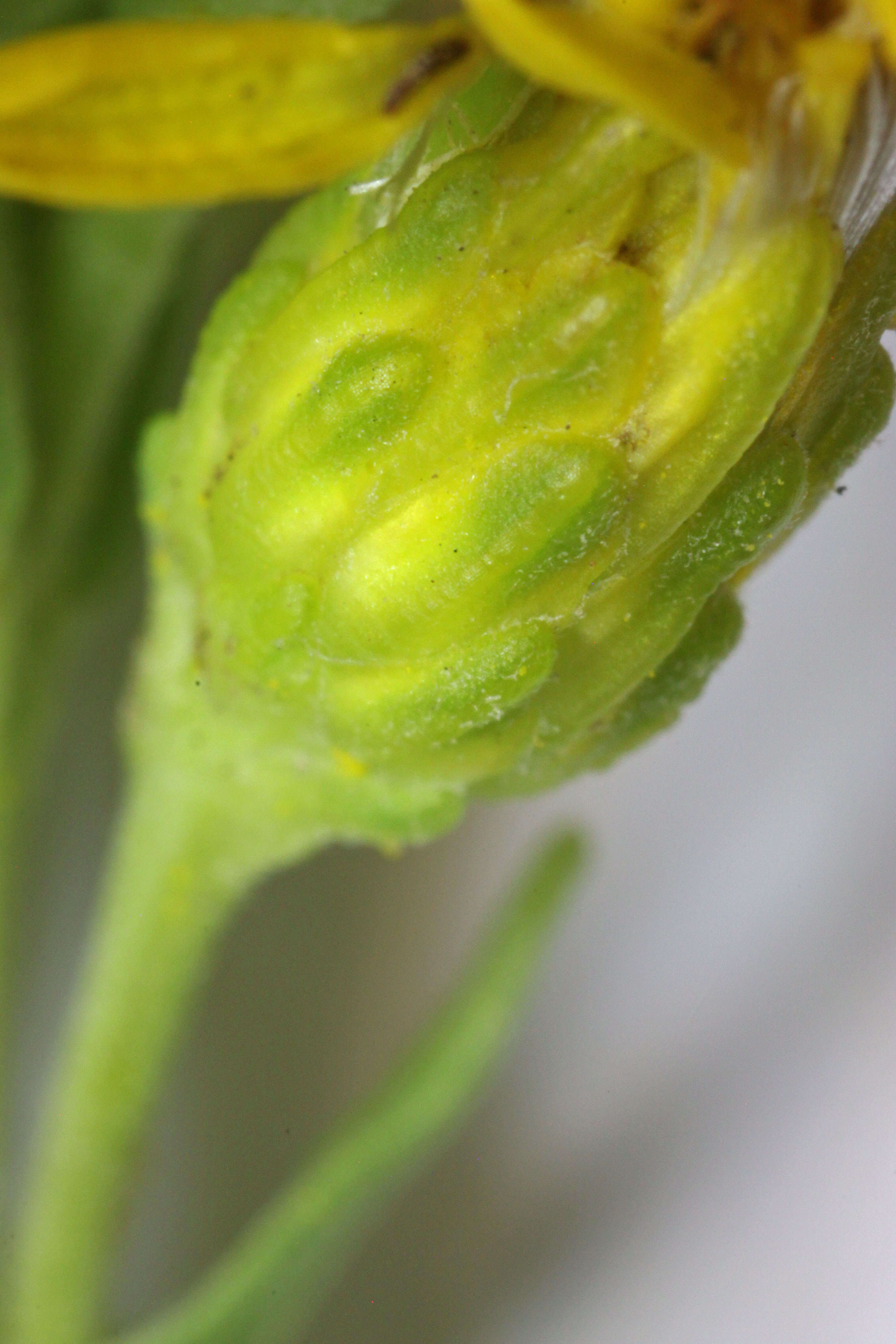 Image of baby goldenrod