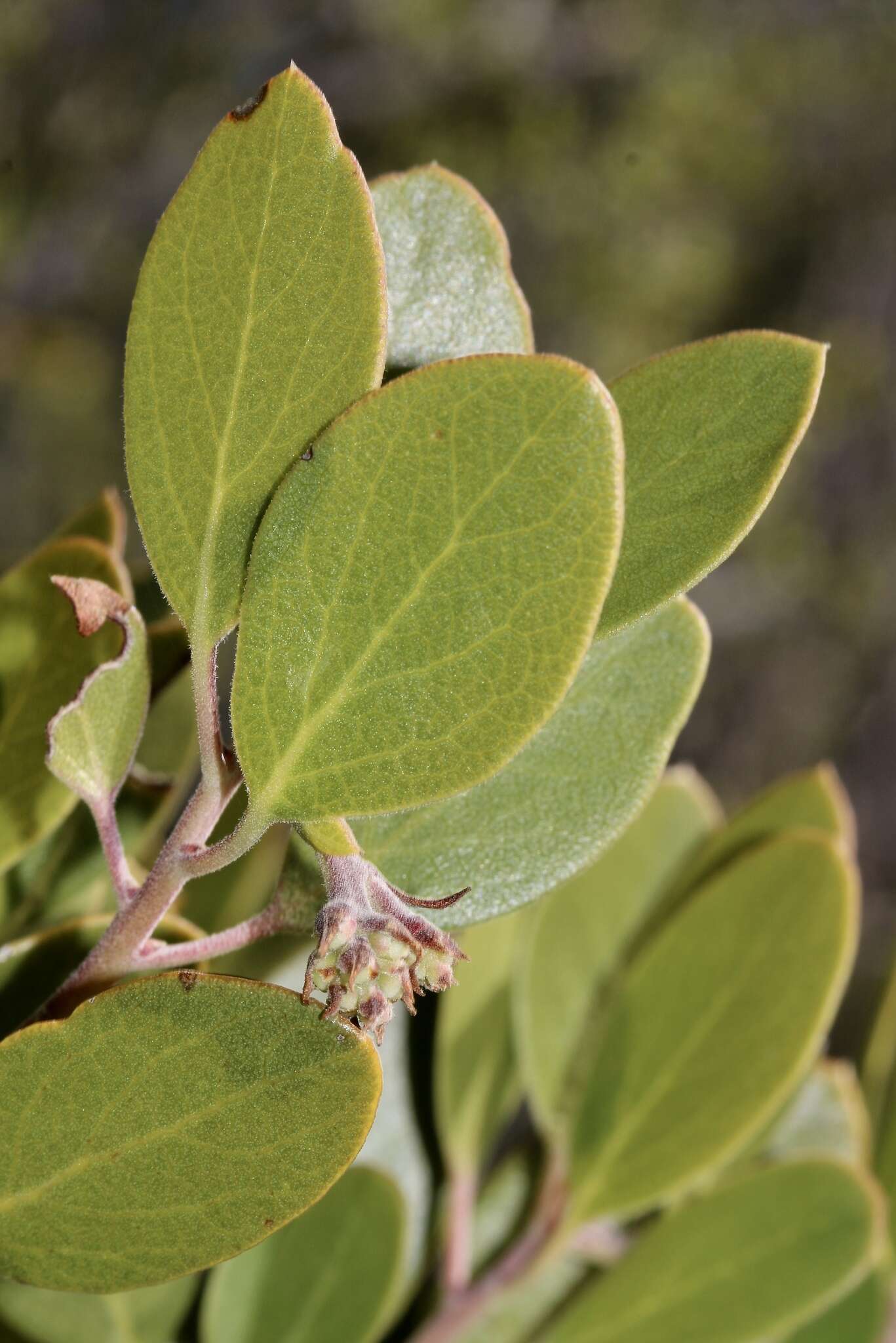 Image of manzanita