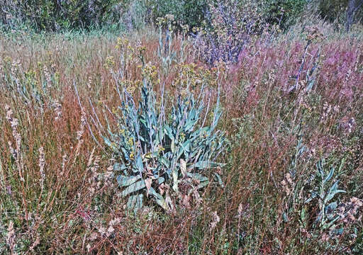 Image of water ragwort